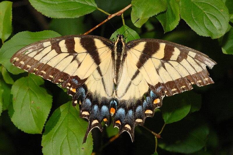 Самые удивительные бабочки мира: топ-10