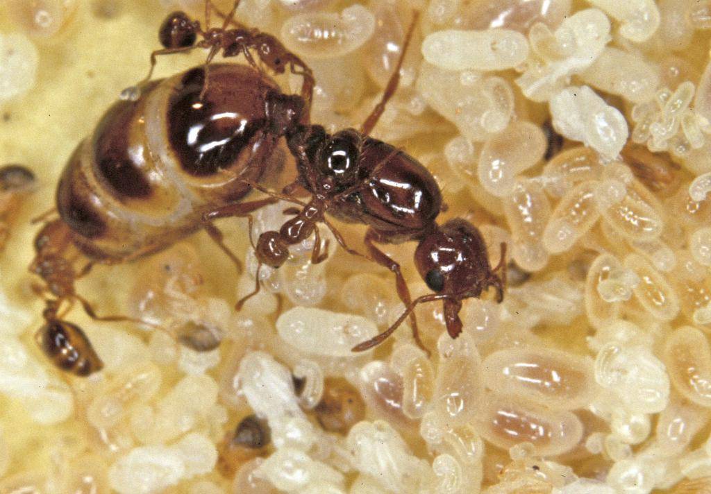 Матка домашнего муравья: как найти и как он выглядит  на фото
