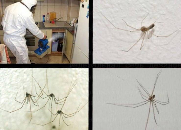 Как избавить частный дом от пауков