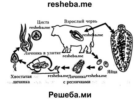 Промежуточным хозяином печеночного сосальщика является