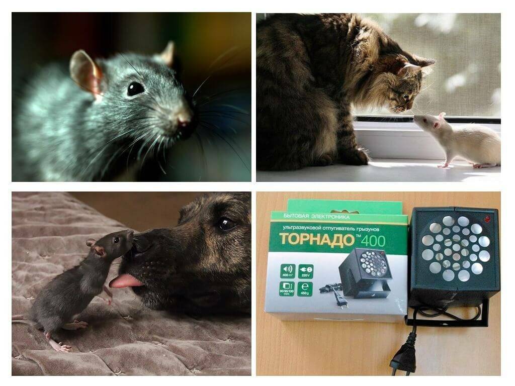 Какими средствами можно напугать мышей и крыс