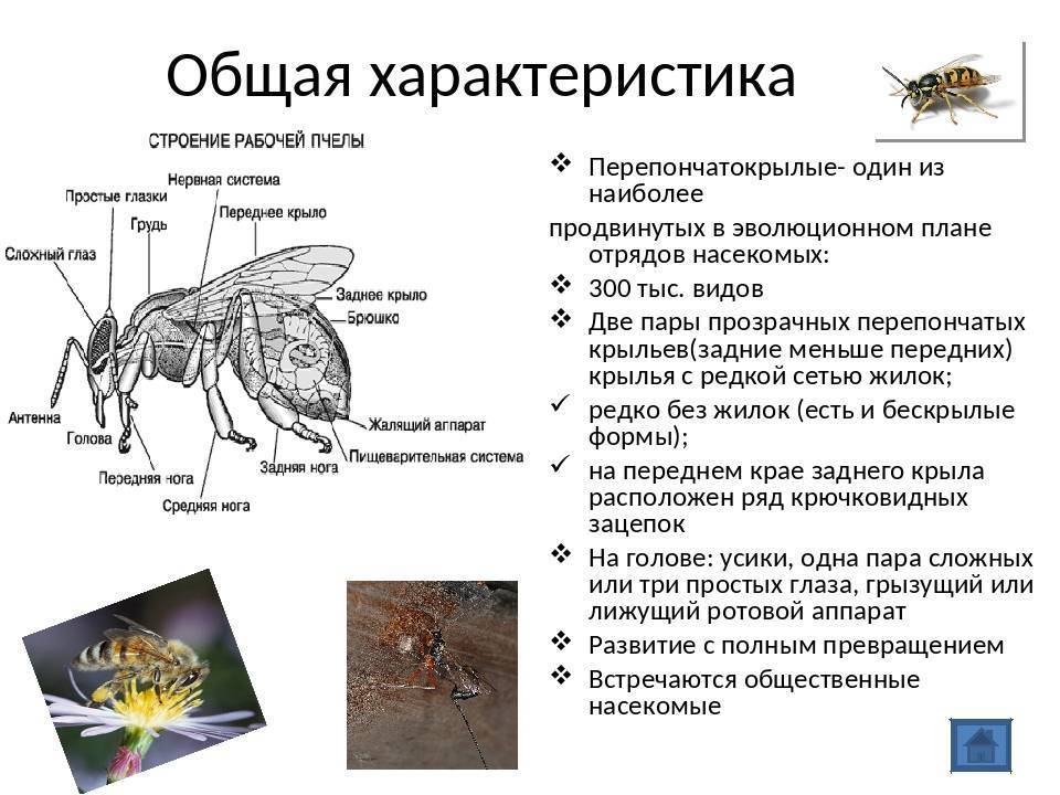 Шмель: как выглядит, чем отличается и интересные факты о насекомом. 120 фото и видео полета шмеля