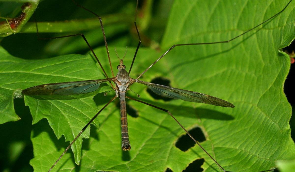 Кусается ли огромный комар-долгоножка, или карамора?