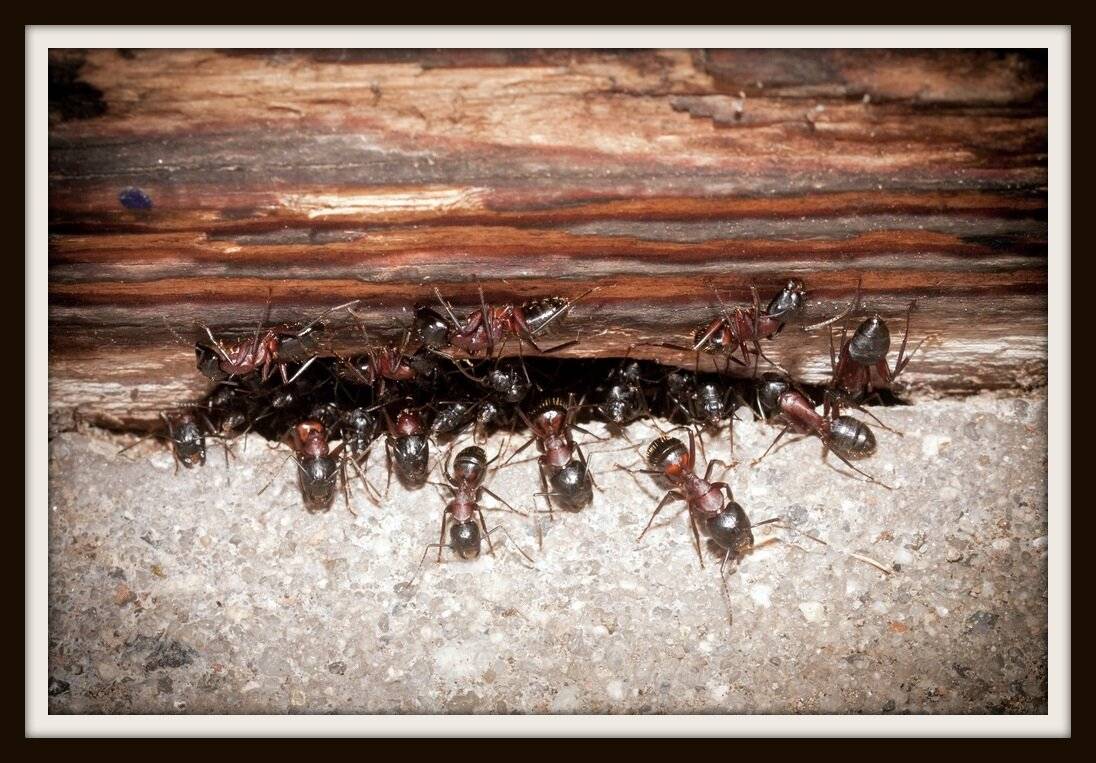 ✅ как избавиться от летающих муравьев в доме: методы борьбы с крылатыми насекомыми - tehnomir32.ru