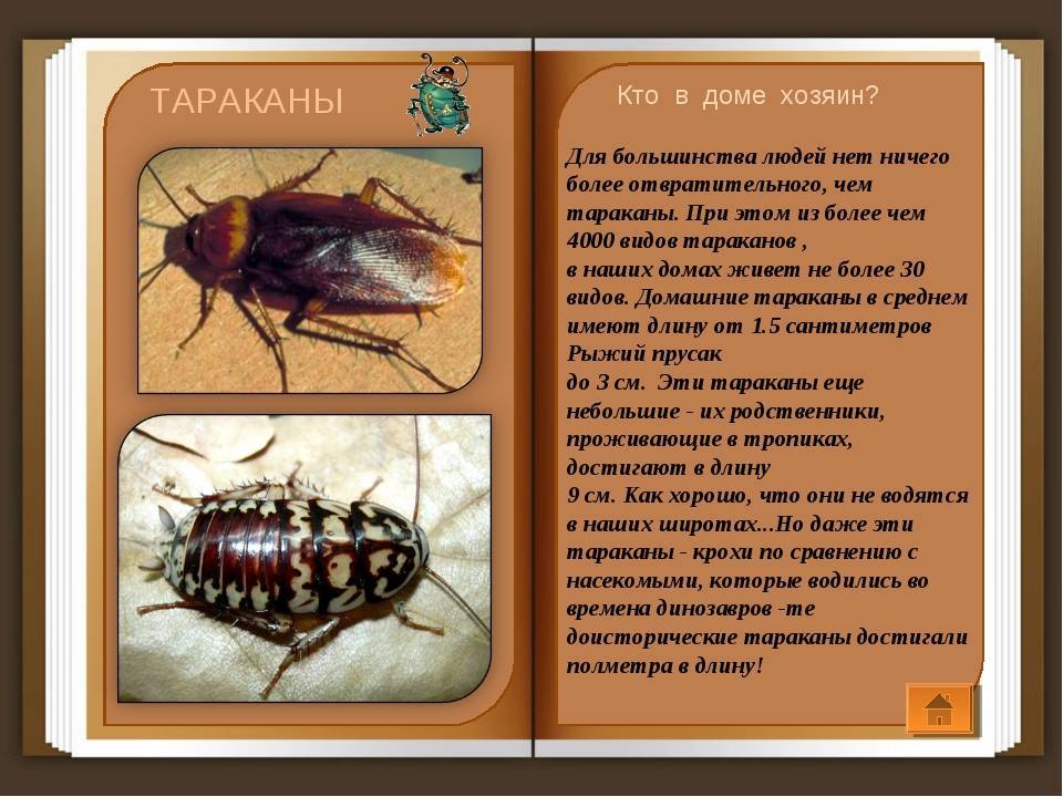 Почему таракана назвали тараканом. Таракан Тип класс отряд. Представители отряда Таракановых. Тараканы биология. Сообщение про тараканов.