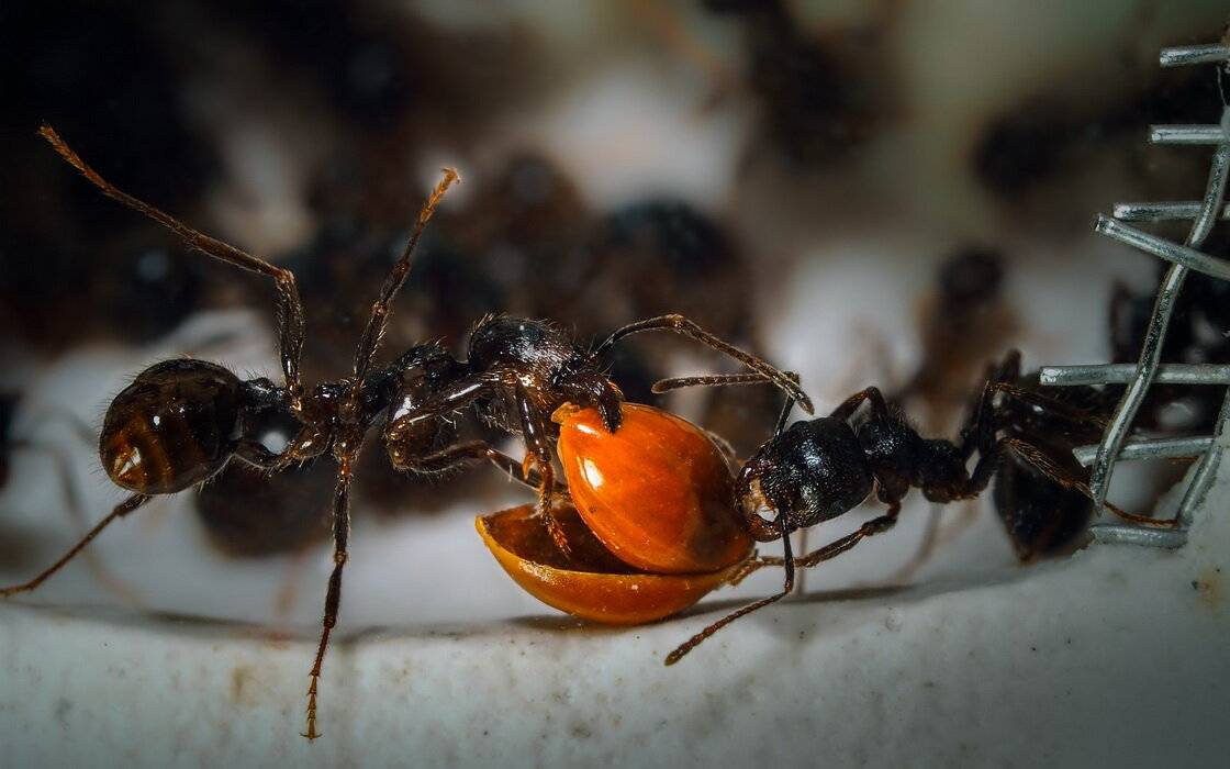 Какая пища привлекательна для муравьев?