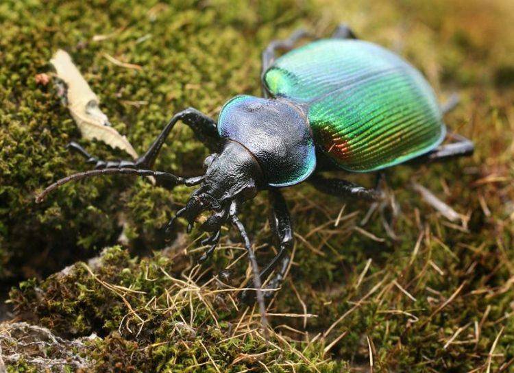 Жужелица – описание видов жука, образ жизни, вред и польза