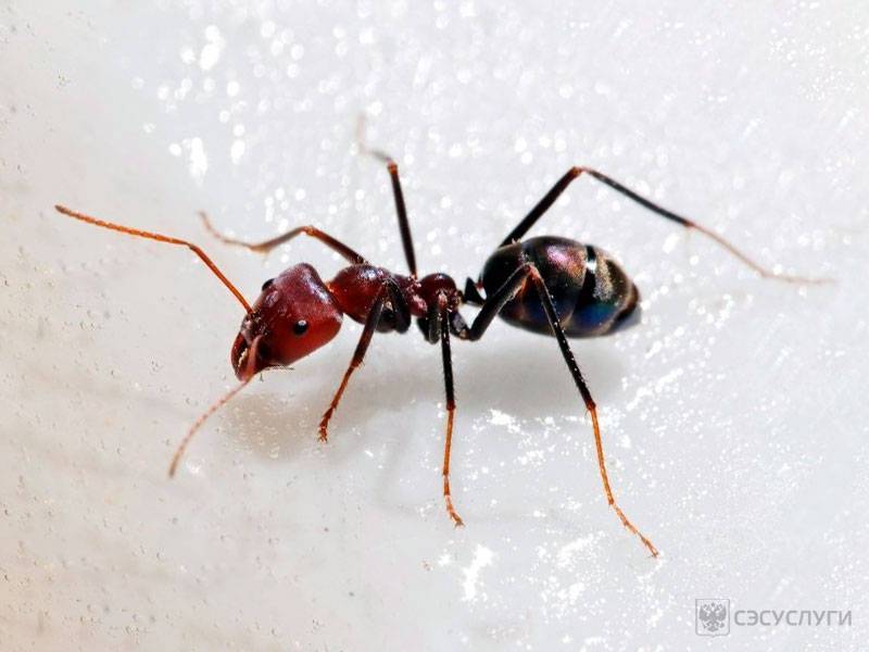 Сколько лапок у муравья и пауков?