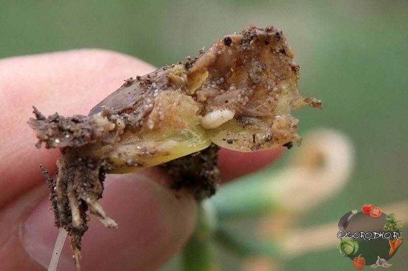 Как защитить огурцы от коварной ростковой мухи