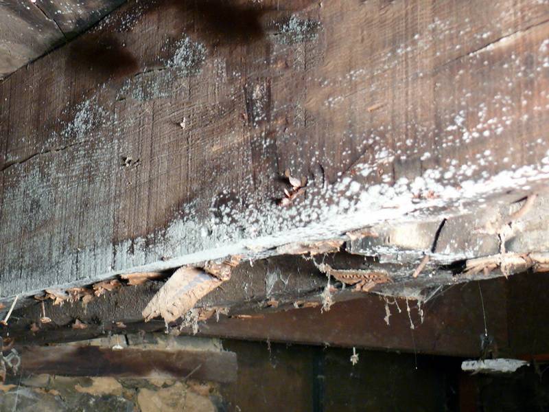 Грибок в подполье деревянного дома: как избавиться от плесени в подвале