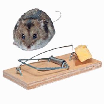 Различные способы ловли мыши без мышеловки