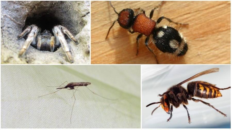 Роющие осы: особенности, разновидности, что делать при укусе