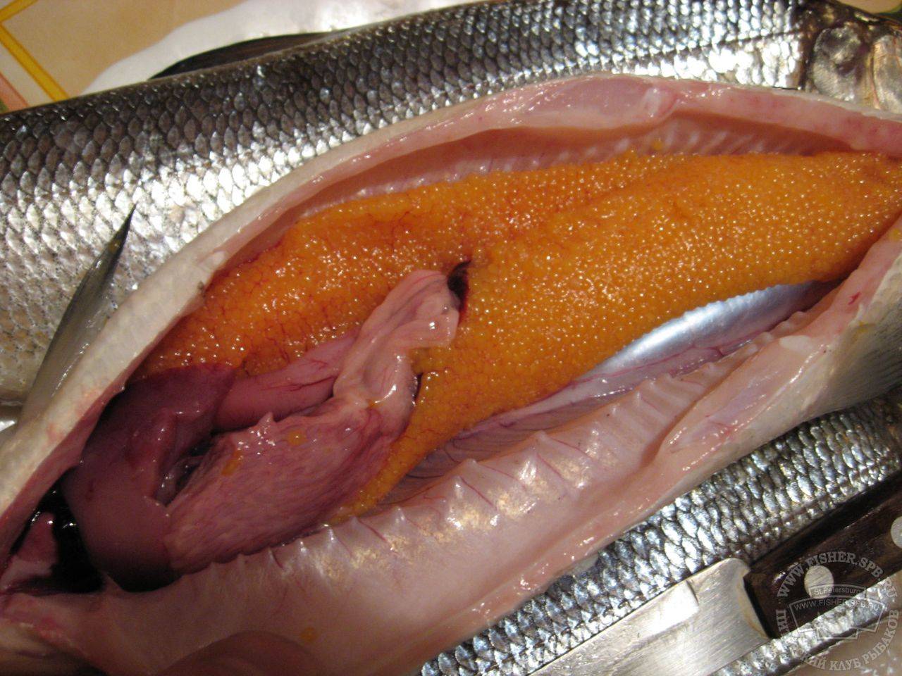 Черви в рыбе: виды гельминтов и их опасность