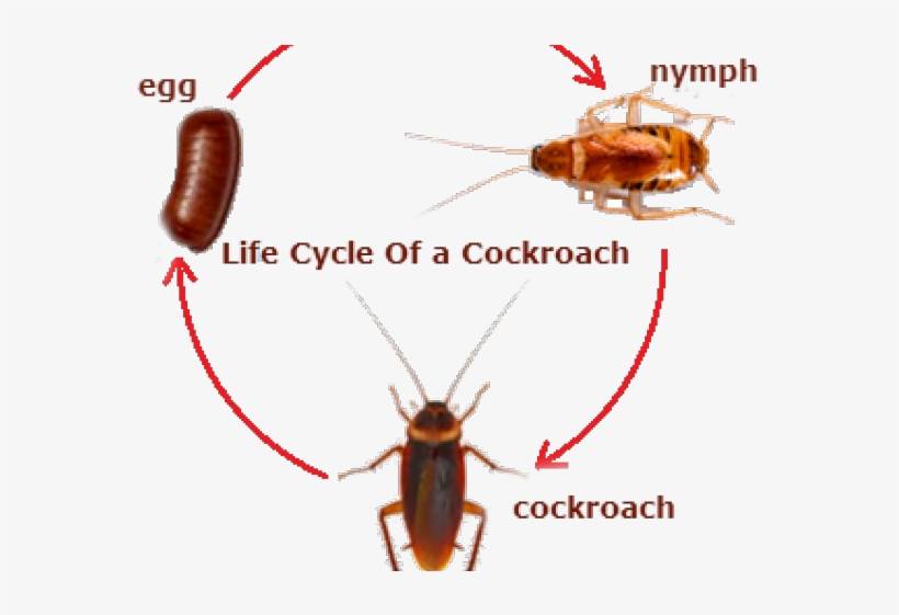 Как размножаются тараканы в квартире и как быстро они растут, самка таракана