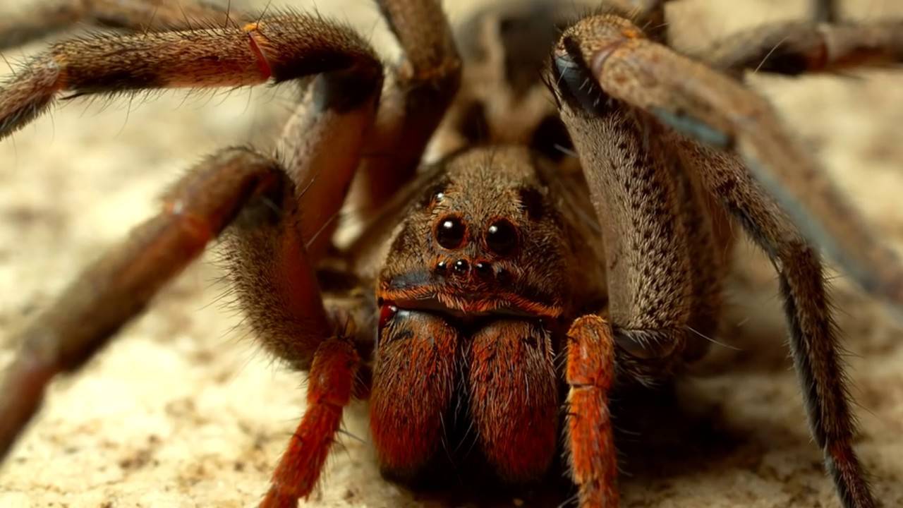 Описание и фото самых опасных пауков в мире