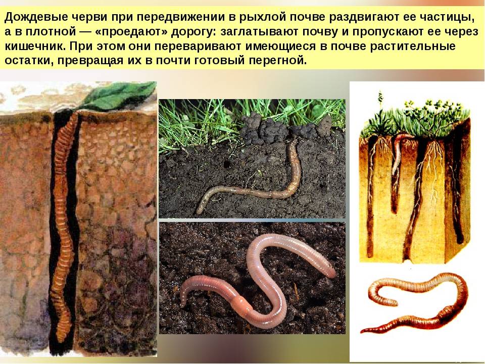 Дождевой червь. образ жизни и среда обитания дождевого червя | животный мир