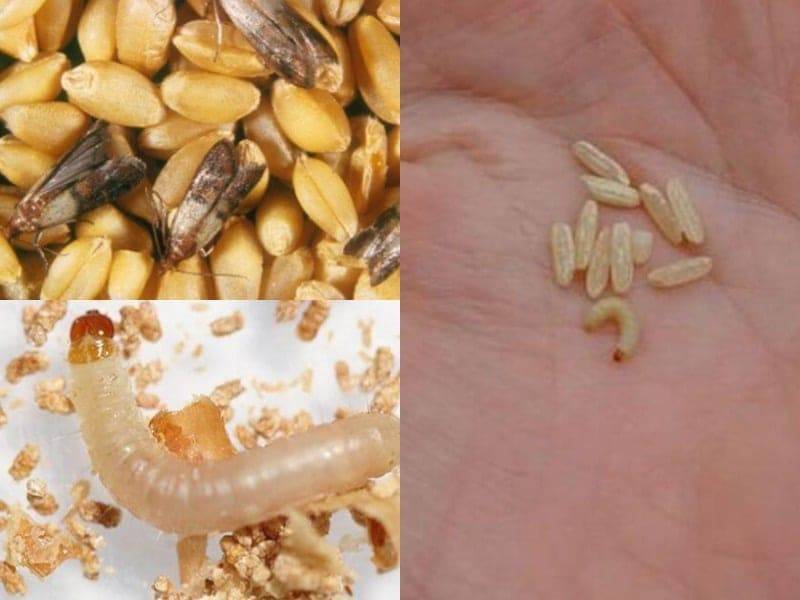 Домашние вредители – личинки моли