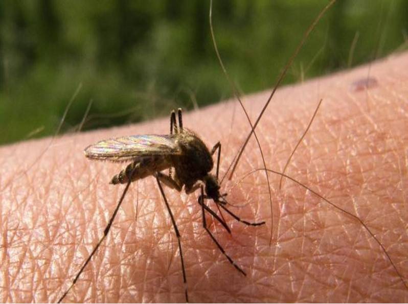 Каких растений боятся комары, а какие их привлекают