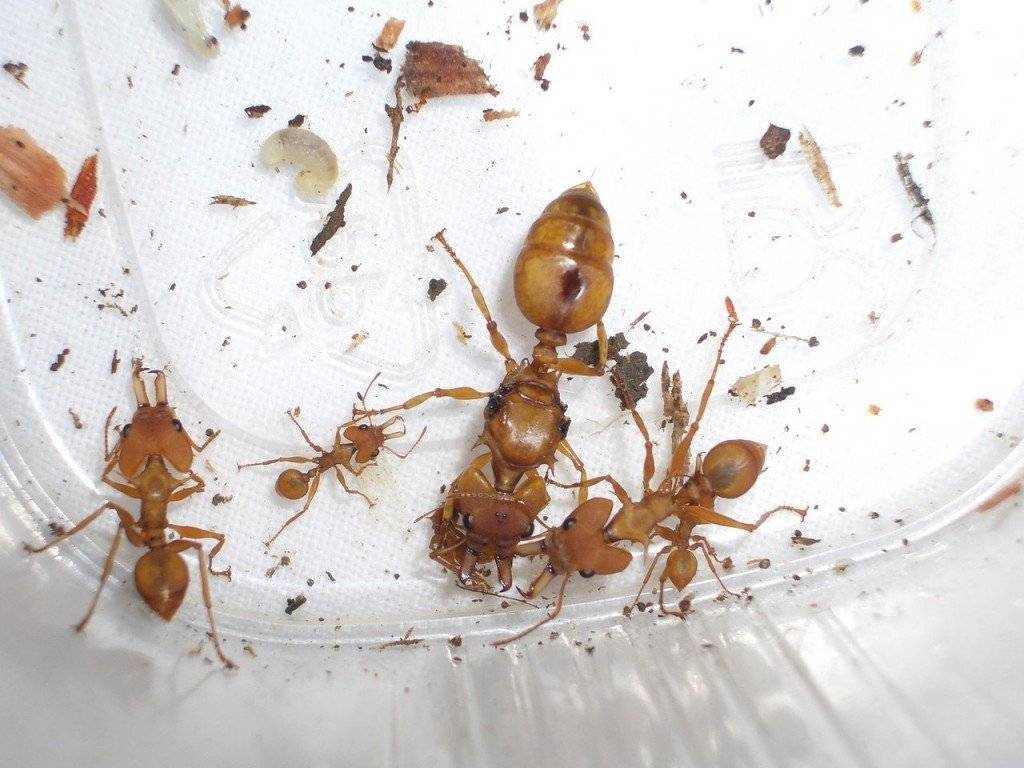 Летающие муравьи и как избавиться от них в доме