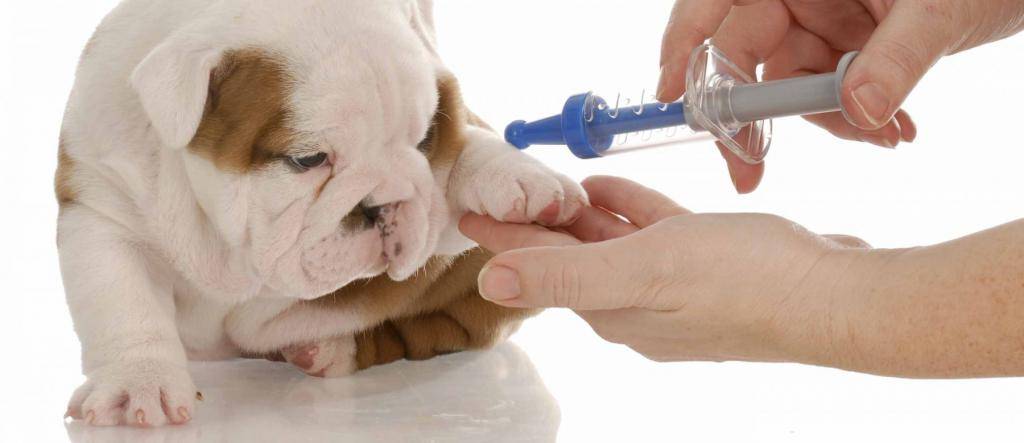 Прививка для собак от клещей