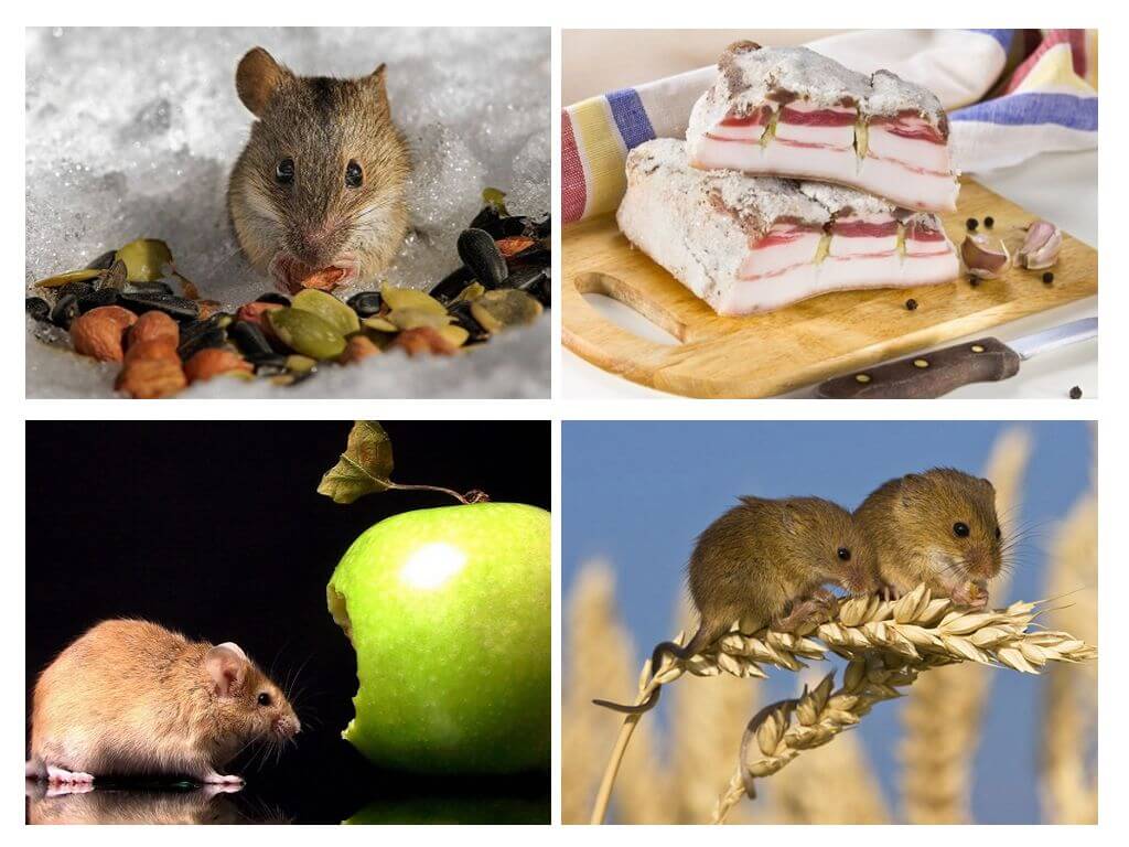 Летучая мышь в природе: чем питаются эти загадочные животные