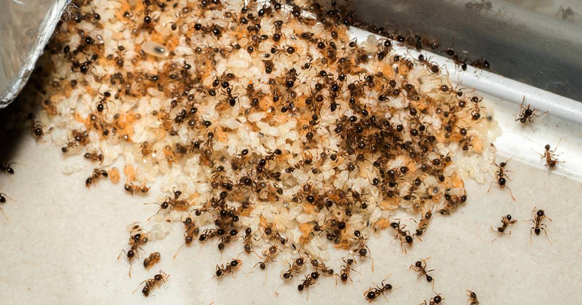 Желтые муравьи в квартире и как от них избавиться