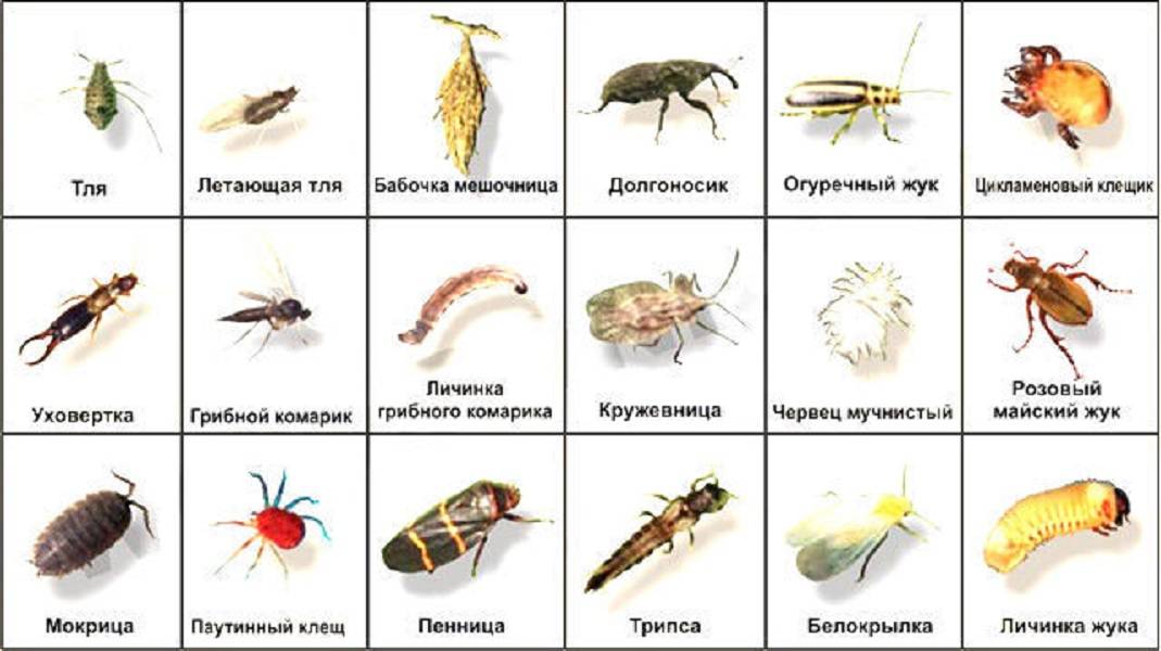 Самые полезные насекомые: топ-10 с фото