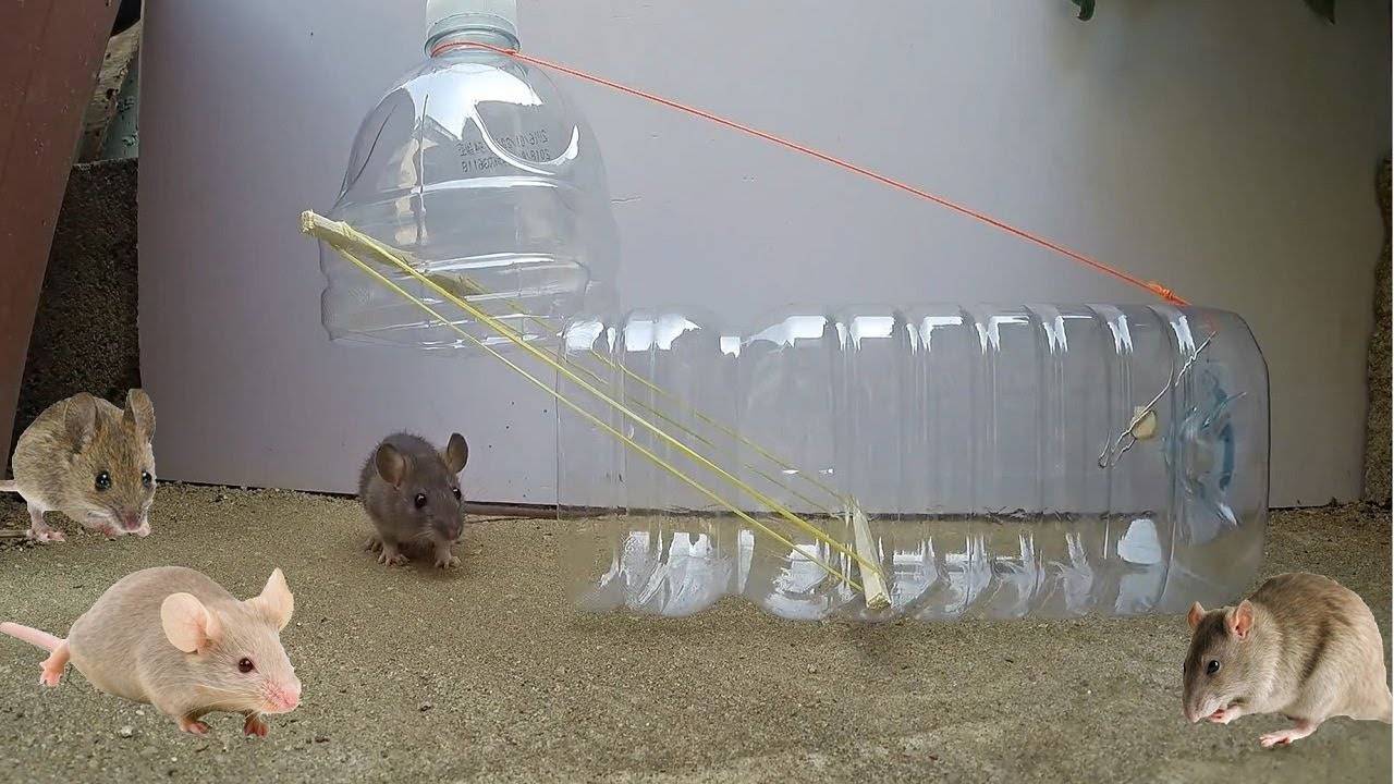 Как сделать мышеловку своими руками: как поймать много мышей
