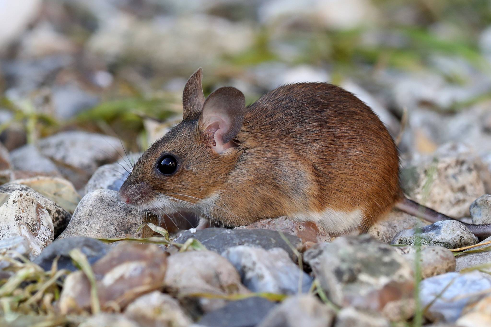 Виды и разновидности мышей с фото, названиями и описанием