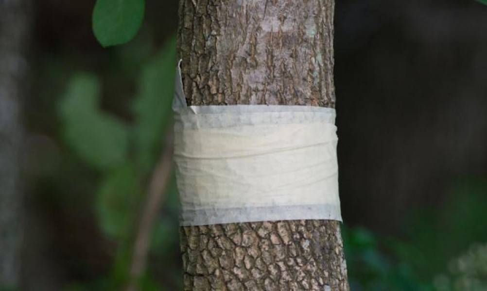 Клеевой ловчий пояс для деревьев. ловушки для муравьев на деревьях своими руками