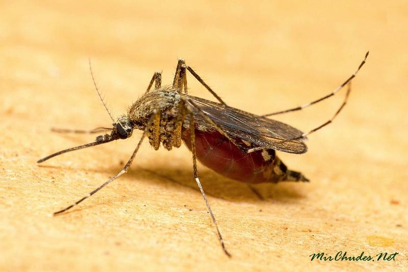Комар – описание, чем питается, где обитает, размножение, фото