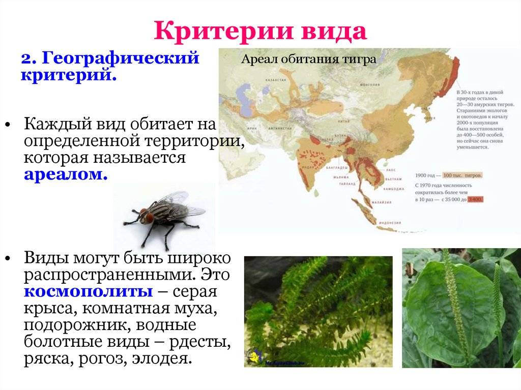 Стрекоза плоская | мир животных и растений