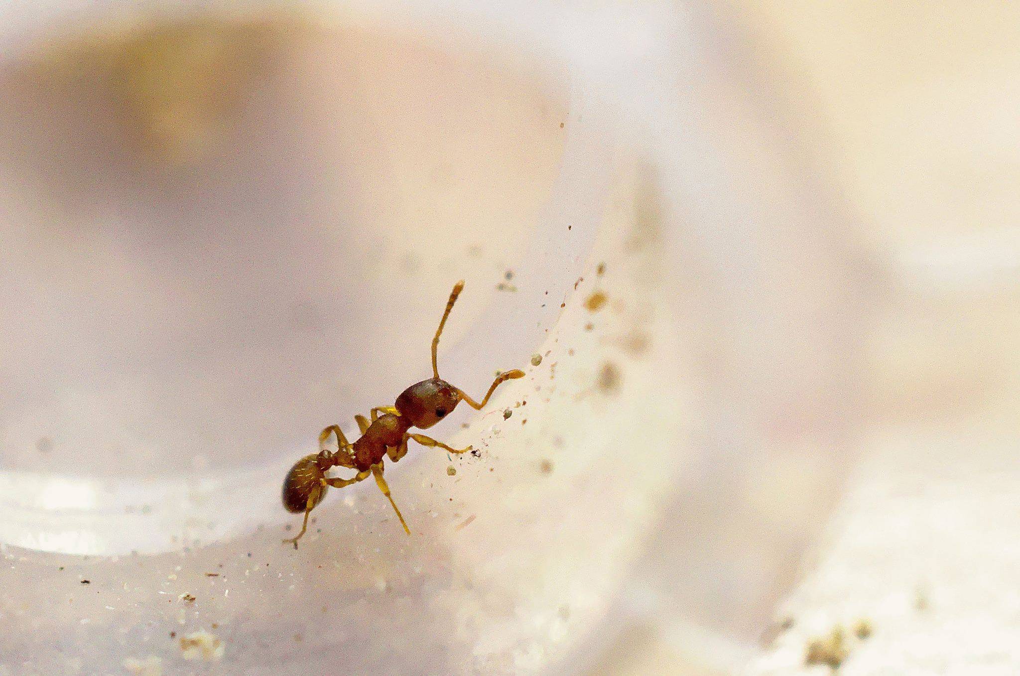 Чего боятся муравьи в доме