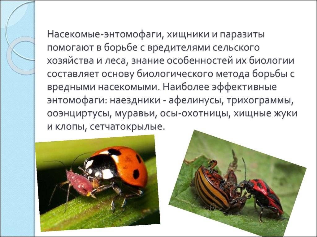 Тараканы пропали, а клопов в домах стало больше: как бороться с насекомыми? едят ли тараканы клопов
