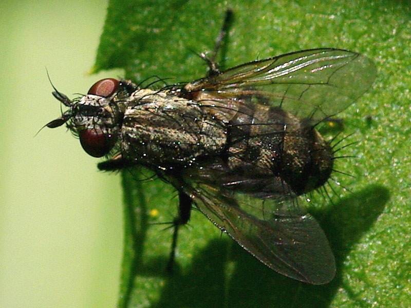  мясная муха – вред или польза?