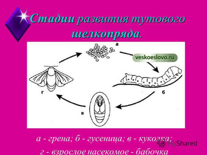 Бабочка шелкопряда, виды и стадии ее развития