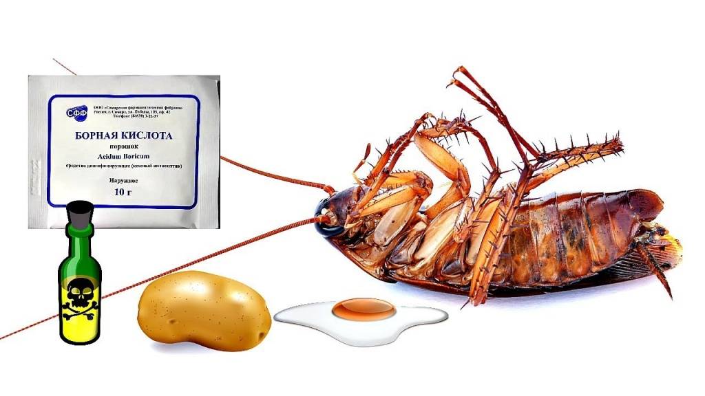 Как действует борная кислота на тараканов: рецепт с яйцом и другие