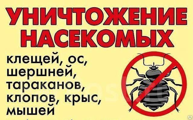Уничтожение тараканов туманом: холодным или горячим, боятся ли они холода и при какой температуре погибают русский фермер