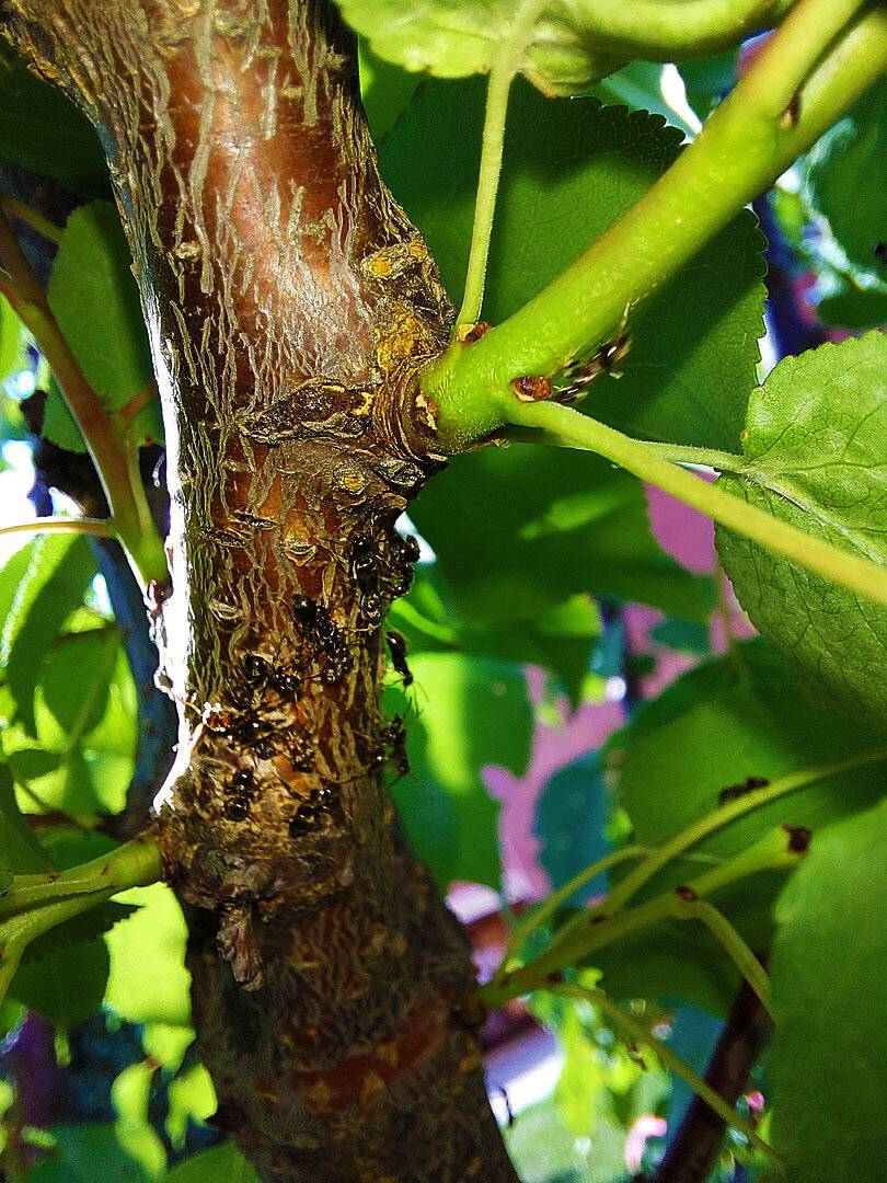 Чёрные муравьи на яблоне – признак появления тли и защита дерева