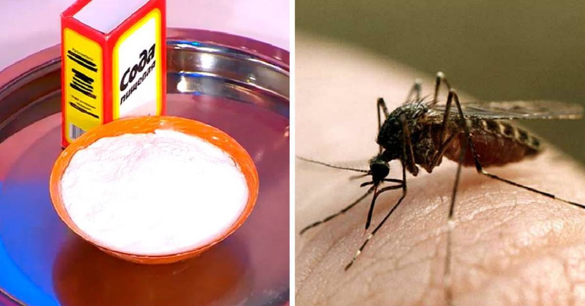 Как отпугнуть комаров, чего они боятся