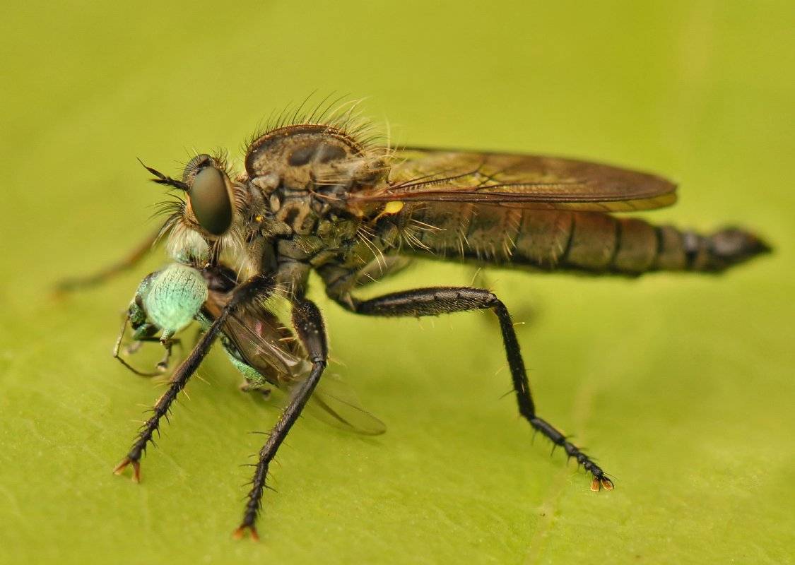 Почему мухи потирают лапки друг о друга, что это означает?