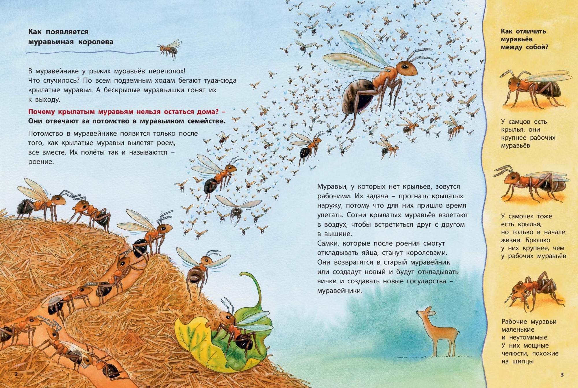 Сколько живет муравей: срок жизни муравьёв по видам
