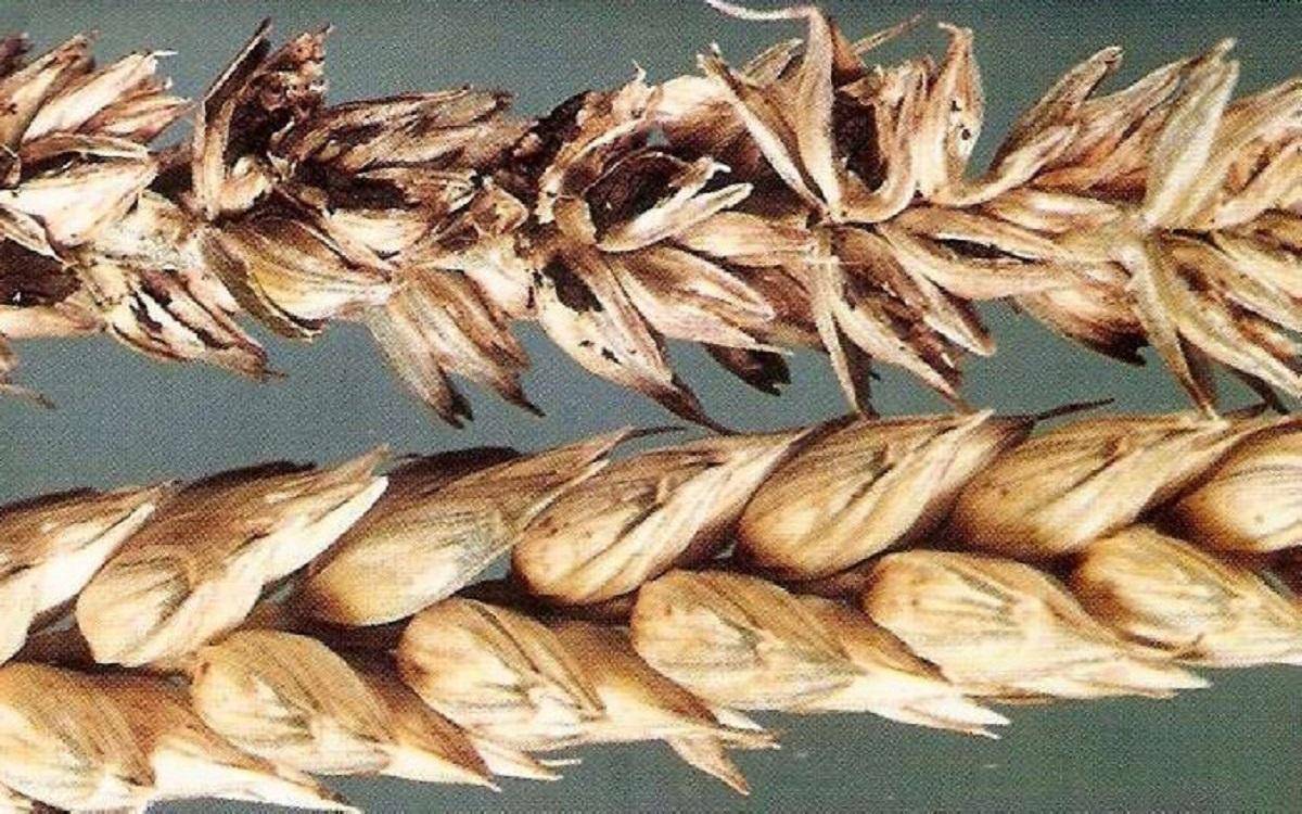 Калифорнийский трипс: западный цветочный вредитель, описание с фото русский фермер