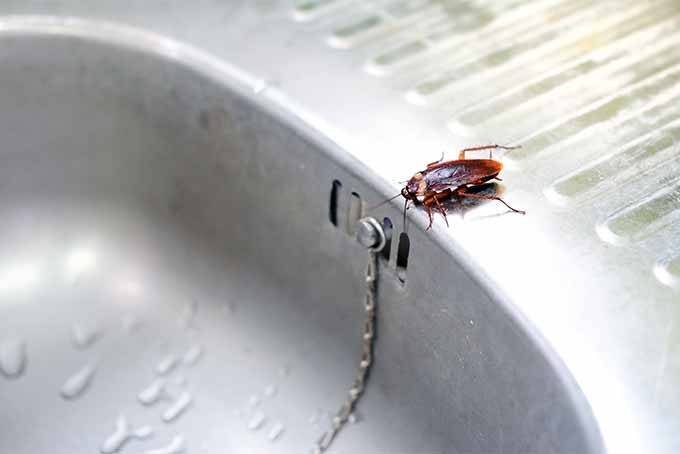 Без еды, воды и головы: сколько живут тараканы?