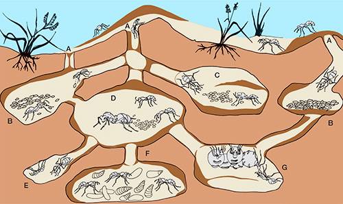 Как зимуют муравьи