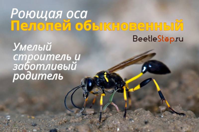 Разновидности, среда обитания и размножение ос. оса насекомое. образ жизни и среда обитания осы