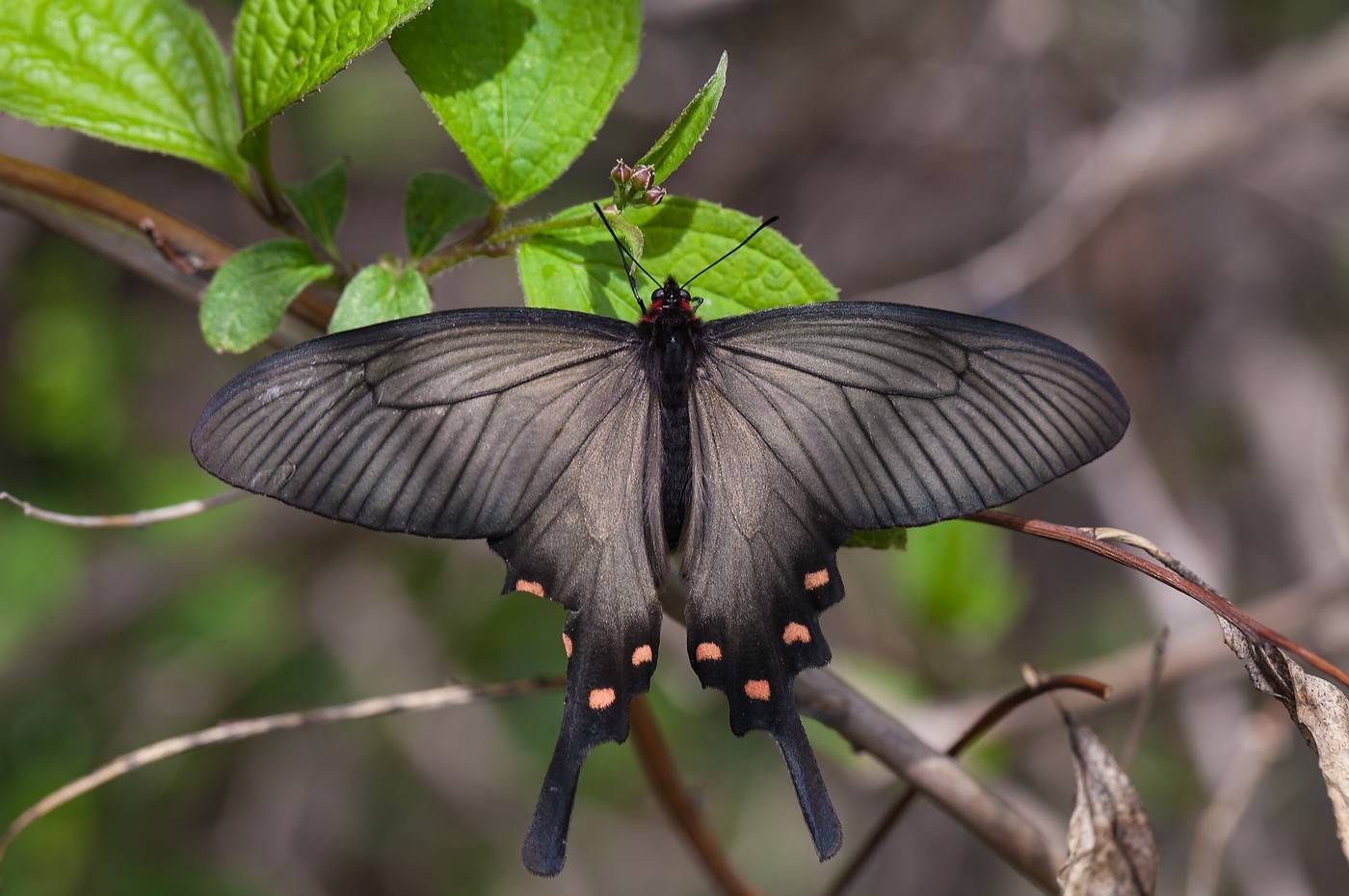 Бабочка тополевый ленточник: фото, описание вида и охранный статус насекомого
