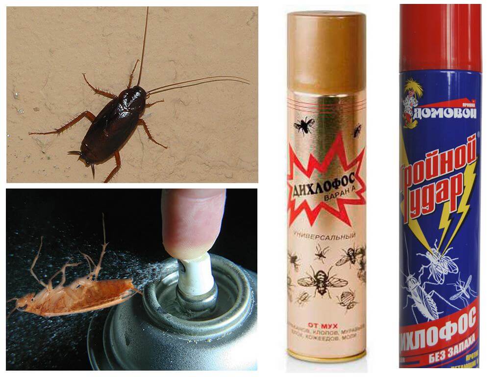Как действует “Дихлофос” на тараканов?