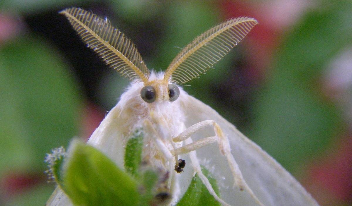 Гусеница американской белой бабочки фото