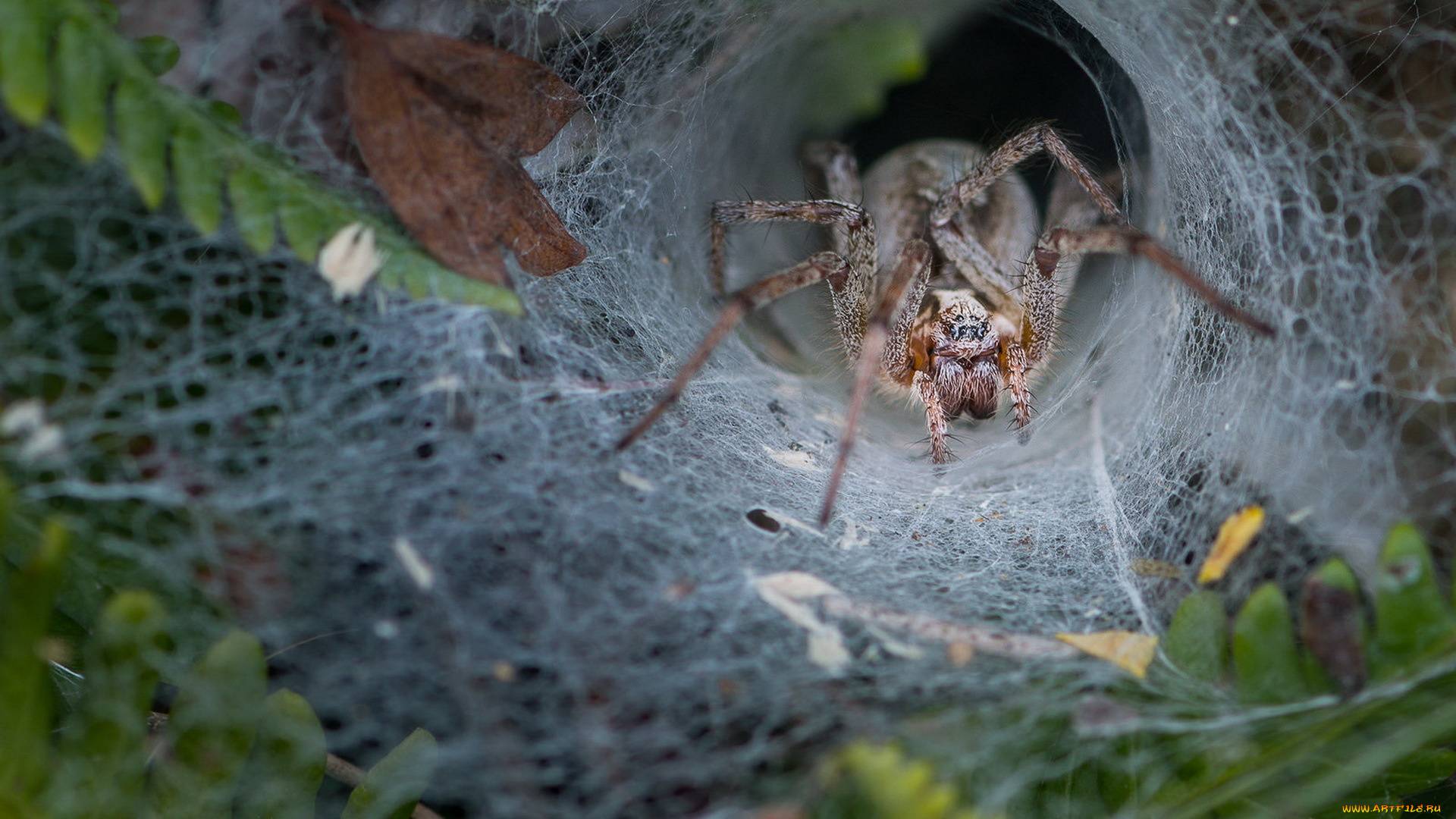 Что едят пауки в дикой природе и чем кормить домашних пауков?